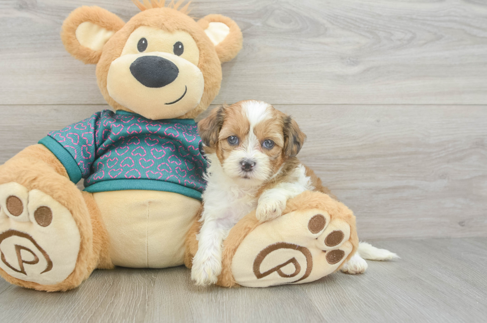 5 week old Shih Poo Puppy For Sale - Seaside Pups
