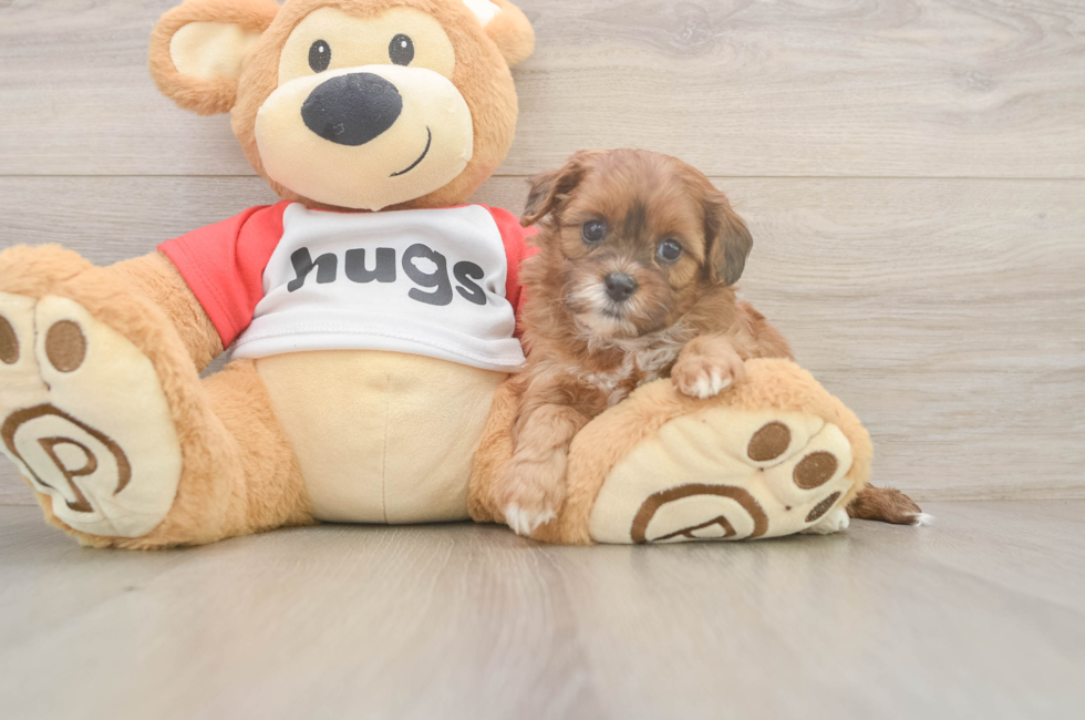 5 week old Shih Poo Puppy For Sale - Seaside Pups