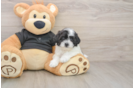 Petite Shih Poo Poodle Mix Pup