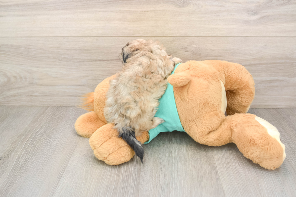 Petite Shih Poo Poodle Mix Pup
