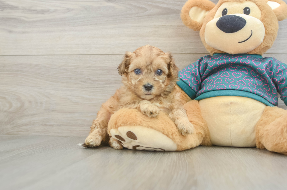 5 week old Shih Poo Puppy For Sale - Seaside Pups