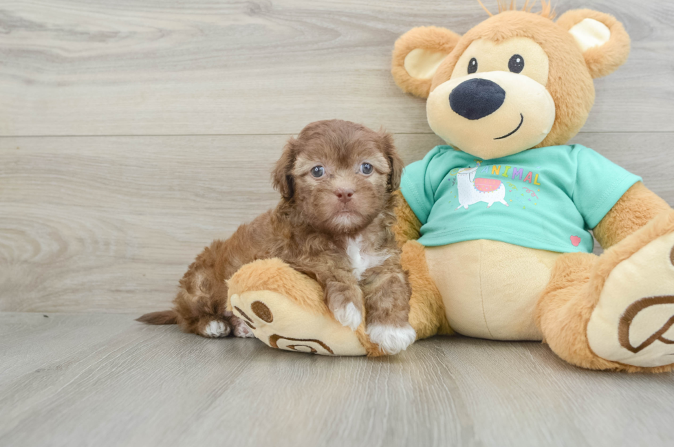 6 week old Shih Poo Puppy For Sale - Seaside Pups