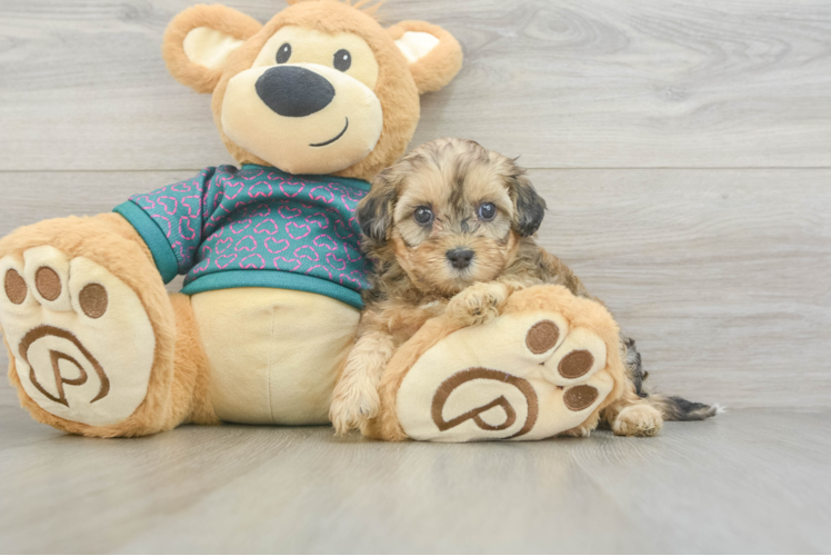 Shih Poo Pup Being Cute