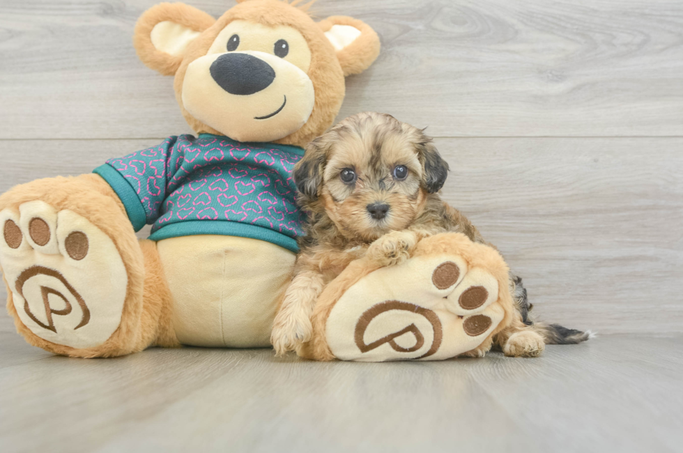 5 week old Shih Poo Puppy For Sale - Seaside Pups