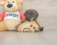7 week old Shih Poo Puppy For Sale - Seaside Pups