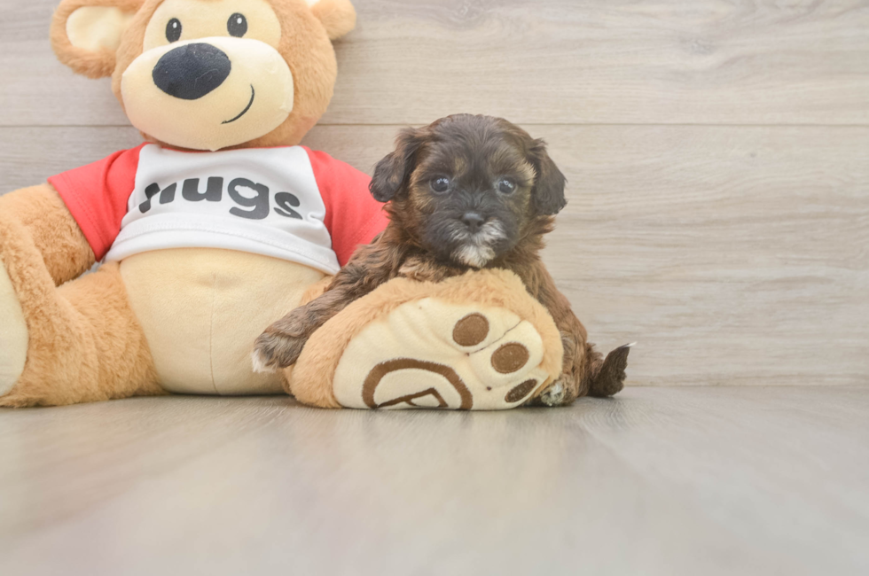 5 week old Shih Poo Puppy For Sale - Seaside Pups