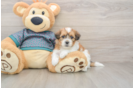 Shih Poo Pup Being Cute