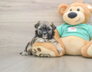 7 week old Shih Poo Puppy For Sale - Seaside Pups