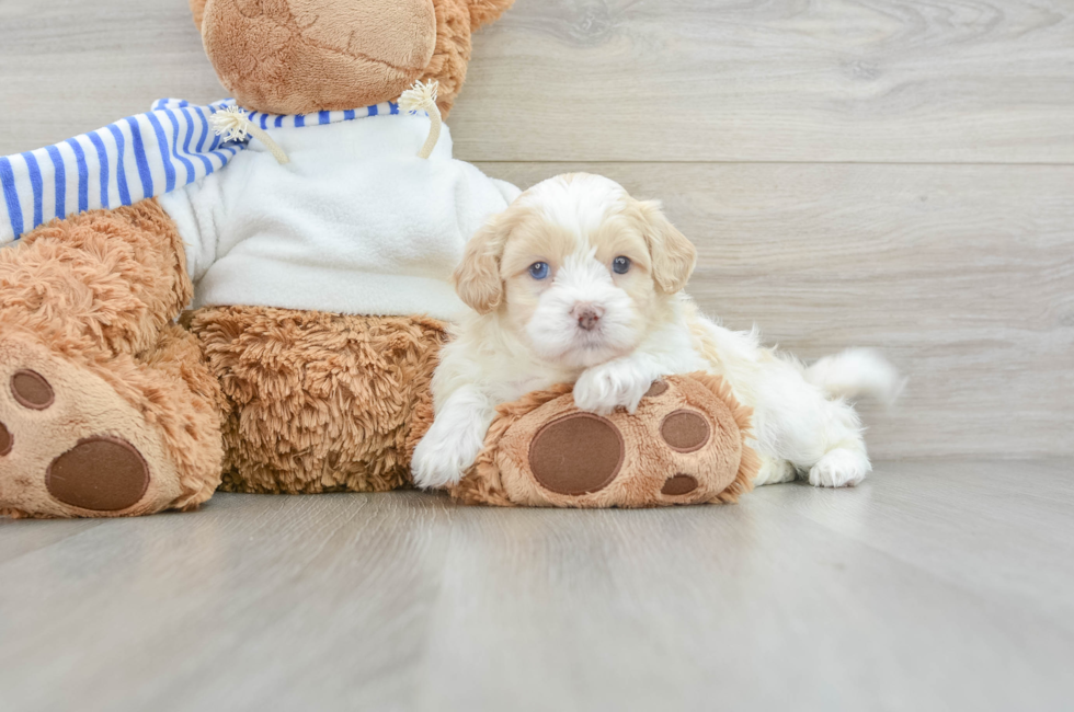 5 week old Shih Poo Puppy For Sale - Seaside Pups