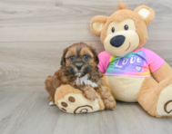 8 week old Shih Poo Puppy For Sale - Seaside Pups