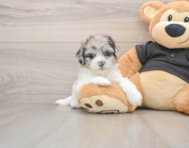 5 week old Shih Poo Puppy For Sale - Seaside Pups