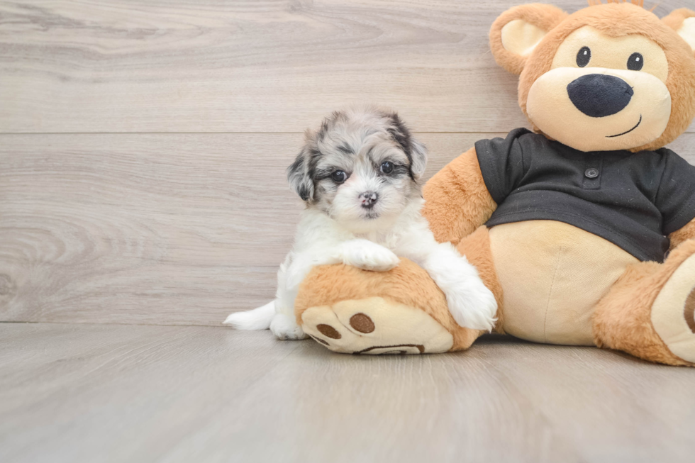 Funny Shih Poo Poodle Mix Pup