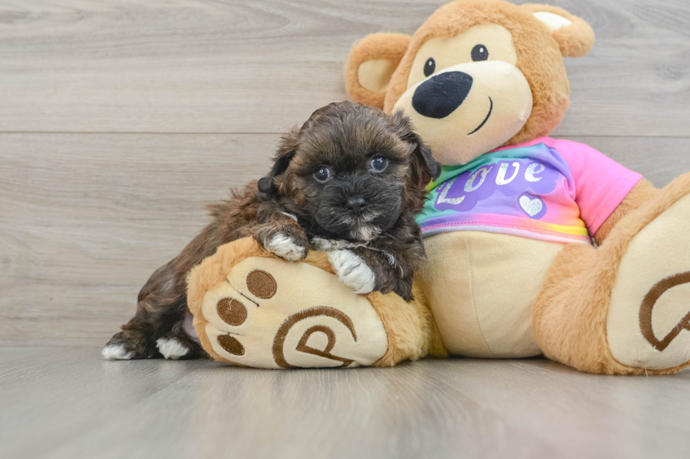 Best Shih Poo Baby