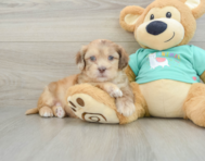 6 week old Shih Poo Puppy For Sale - Seaside Pups