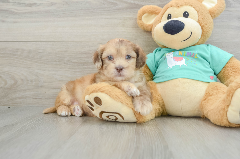 6 week old Shih Poo Puppy For Sale - Seaside Pups