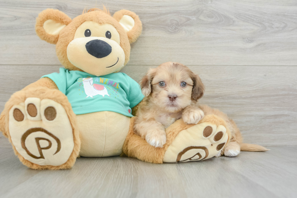 Shih Poo Pup Being Cute