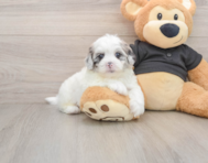 5 week old Shih Poo Puppy For Sale - Seaside Pups