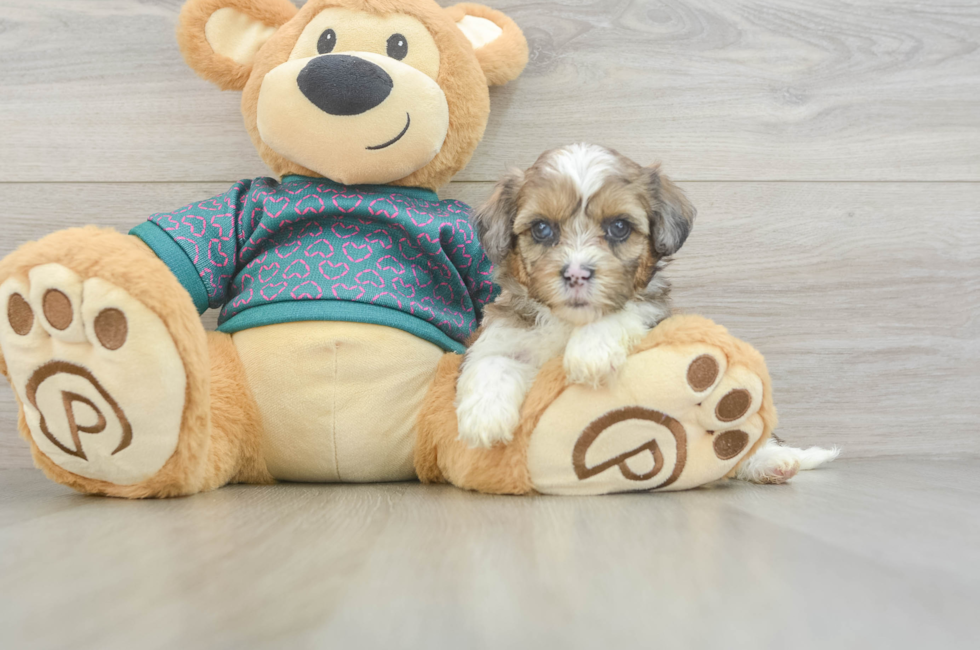 5 week old Shih Poo Puppy For Sale - Seaside Pups
