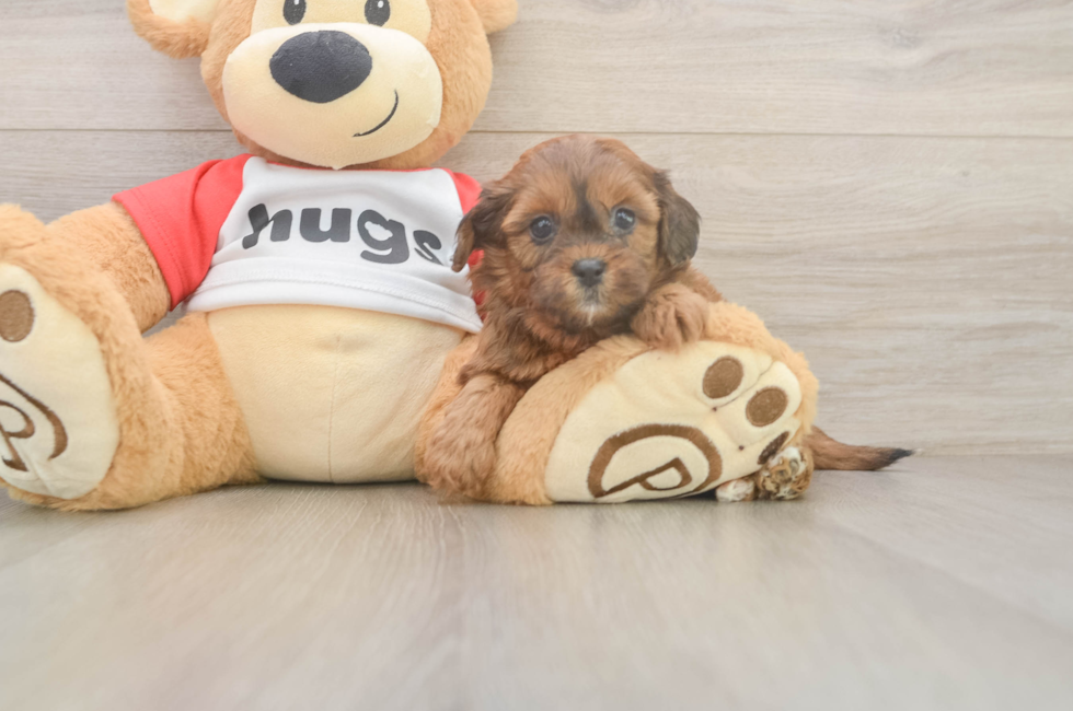 5 week old Shih Poo Puppy For Sale - Seaside Pups