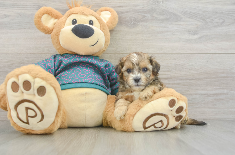 5 week old Shih Poo Puppy For Sale - Seaside Pups