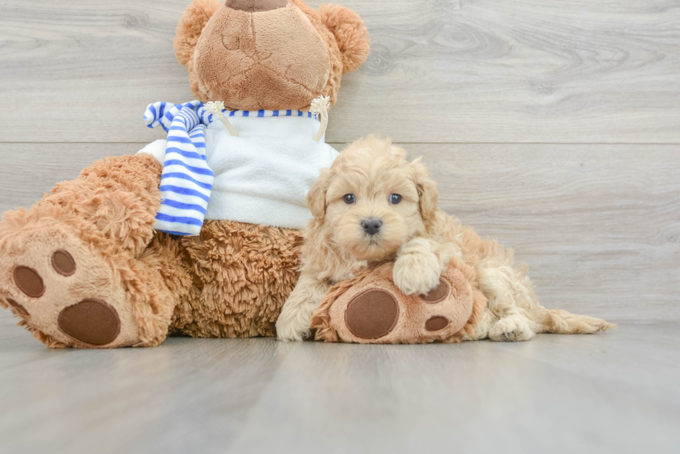 Sweet Shih Poo Baby