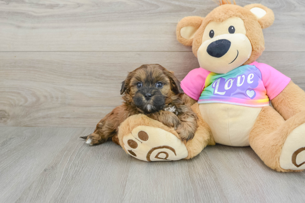 Popular Shih Poo Poodle Mix Pup