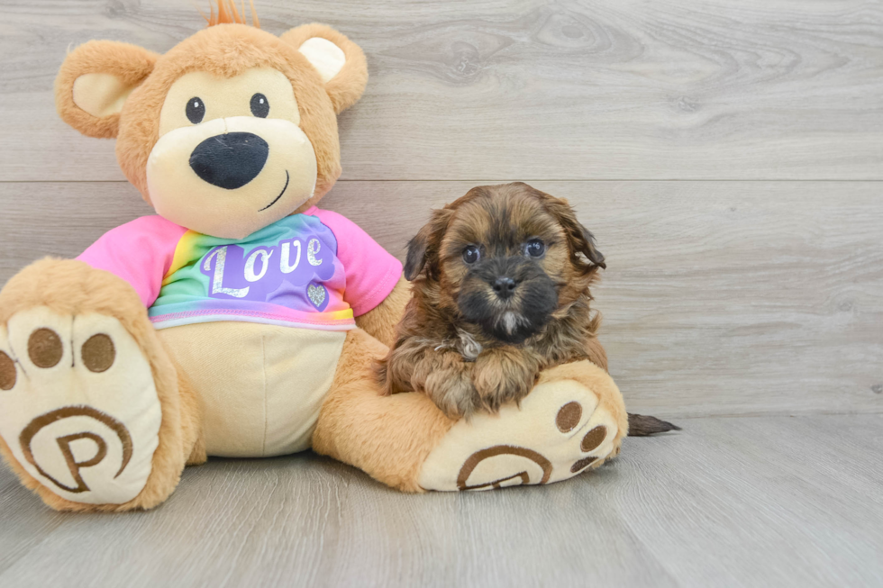 Playful Shihpoo Poodle Mix Puppy