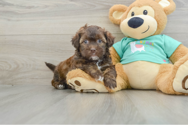 Fluffy Shih Poo Poodle Mix Pup