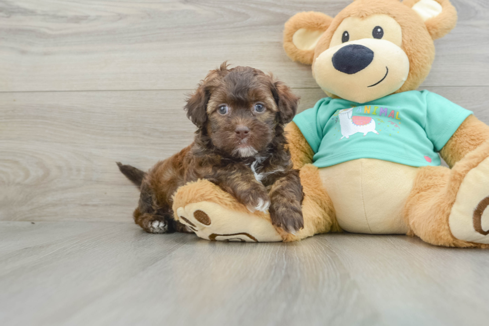 Fluffy Shih Poo Poodle Mix Pup