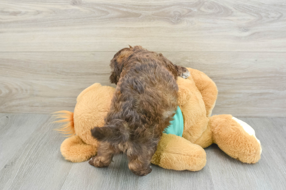 Friendly Shih Poo Baby