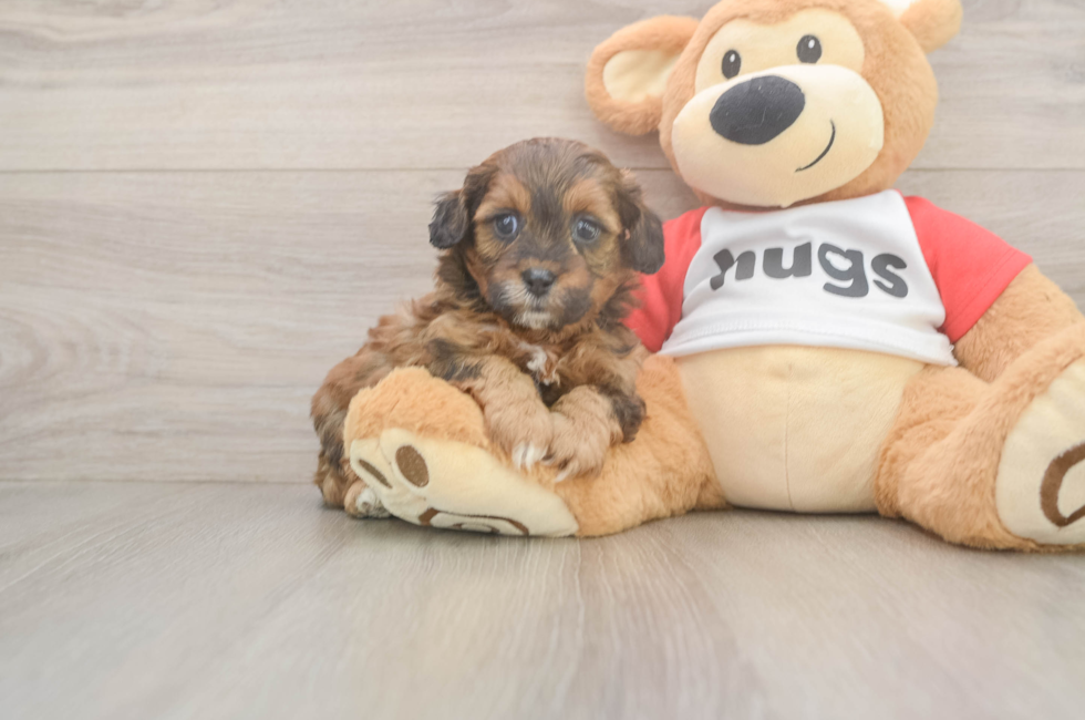 5 week old Shih Poo Puppy For Sale - Seaside Pups