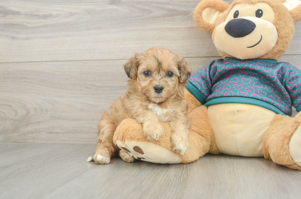 5 week old Shih Poo Puppy For Sale - Seaside Pups