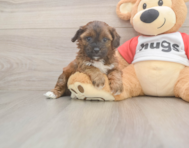 7 week old Shih Poo Puppy For Sale - Seaside Pups