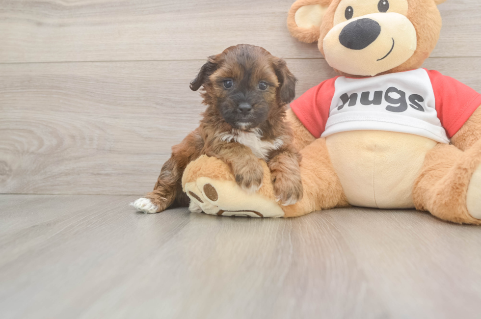 5 week old Shih Poo Puppy For Sale - Seaside Pups