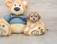 8 week old Shih Poo Puppy For Sale - Seaside Pups