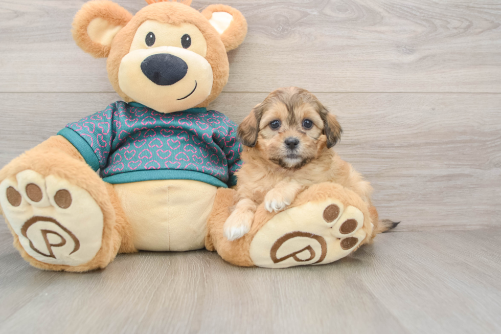 Adorable Shih Poo Poodle Mix Puppy