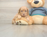 5 week old Shih Poo Puppy For Sale - Seaside Pups