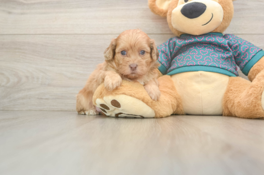 Shih Poo Pup Being Cute