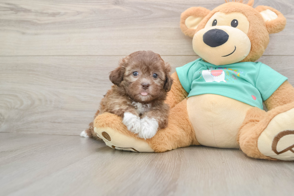 Fluffy Shih Poo Poodle Mix Pup