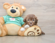 9 week old Shih Poo Puppy For Sale - Seaside Pups