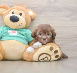 9 week old Shih Poo Puppy For Sale - Seaside Pups