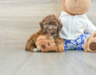 6 week old Shih Poo Puppy For Sale - Seaside Pups