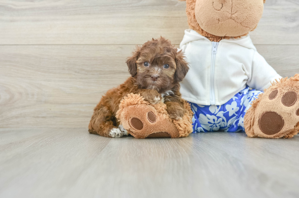 6 week old Shih Poo Puppy For Sale - Seaside Pups