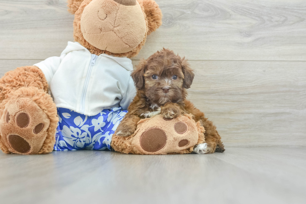 Shih Poo Pup Being Cute