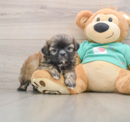 5 week old Shih Tzu Puppy For Sale - Seaside Pups