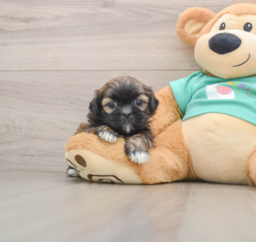 5 week old Shih Tzu Puppy For Sale - Seaside Pups