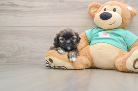 ADDISON, a Shih Tzu littermate