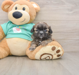 5 week old Shih Tzu Puppy For Sale - Seaside Pups