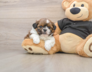 5 week old Shih Tzu Puppy For Sale - Seaside Pups