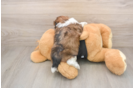 Best Shih Tzu Baby